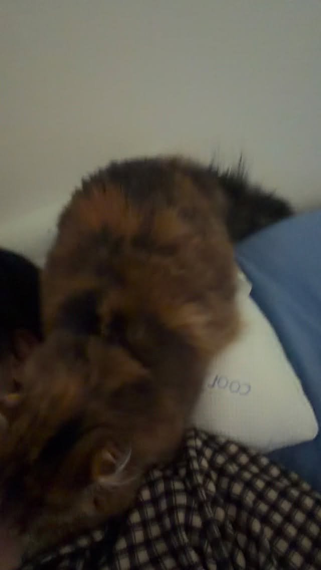 ahnon_heyyou 게시물 이미지: 많이 커도 목에 코박고 꾹꾹이 하는애