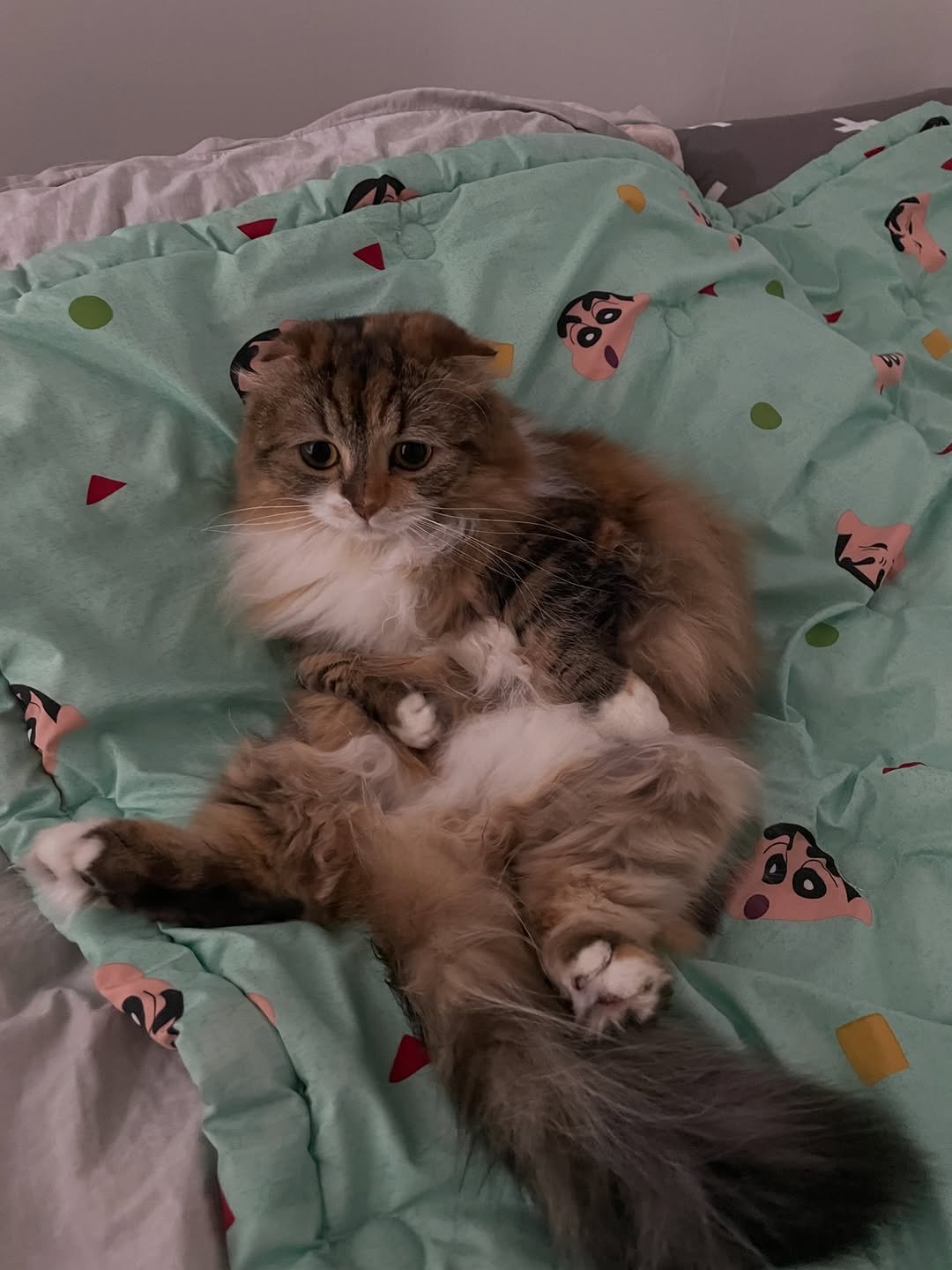 Photo by 안온해유 on February 10, 2026. May be an image of ragdoll cat, kitten, Persian cat, tortoiseshell cat, fur, blanket and text.