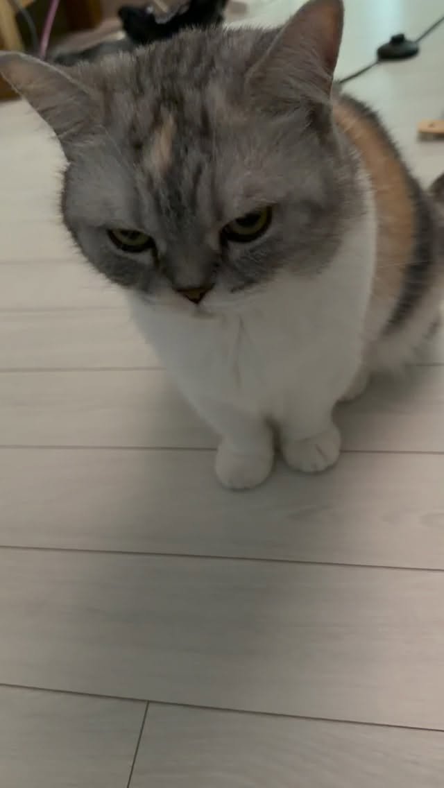 ahnon_heyyou 게시물 이미지: 고양이도 아침에 목이 잠긴다는 사실, 귀엽죠?