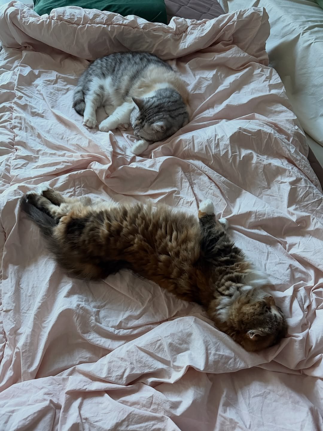 Photo by 안온해유 on April 04, 2026. May be an image of sleeping, ragdoll cat, Abyssinian cat, Persian cat, tortoiseshell cat, kitten, bedroom and text.