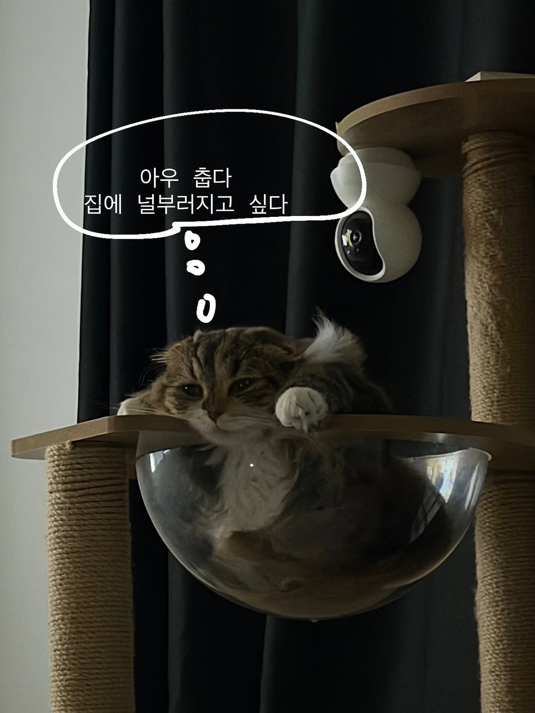 Photo by 안온해유 on January 21, 2026. May be an image of ragdoll cat, kitten, Abyssinian cat, tortoiseshell cat, Persian cat and text that says '아우 춥다 집에 널부러지고 싶다'.