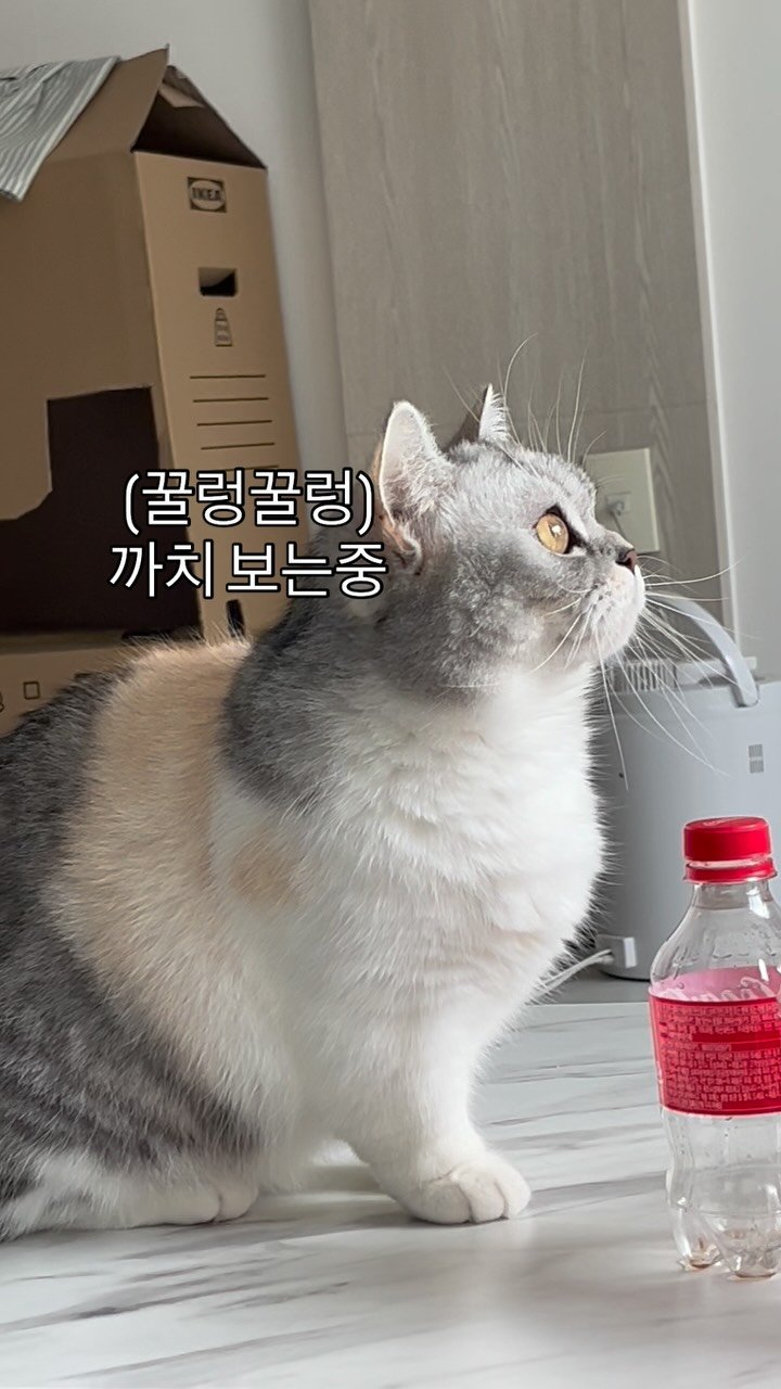 ahnon_heyyou 게시물 이미지: 바깥구경이 좋은 똥글안온