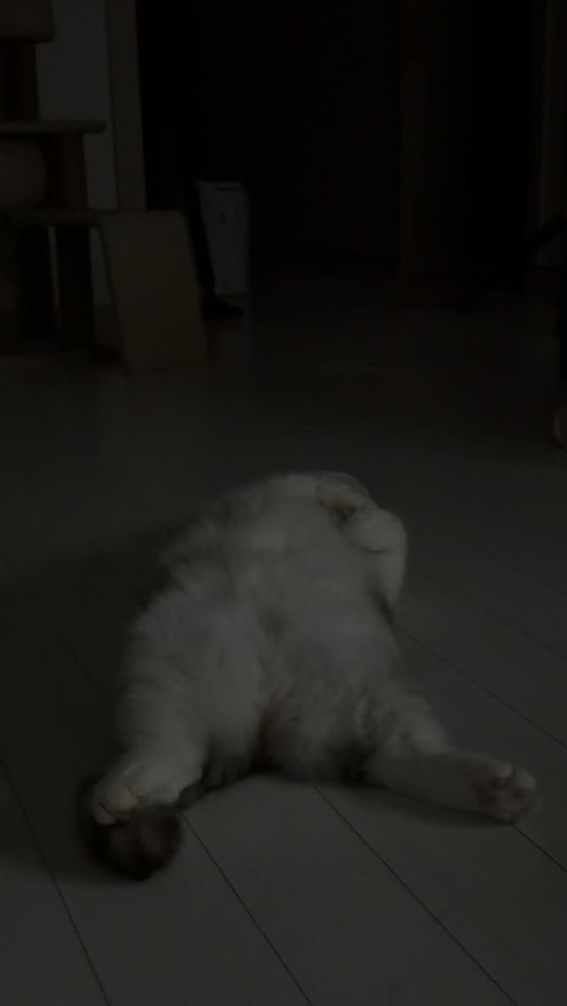 ahnon_heyyou 게시물 이미지: ㅋㅋㅋㅋㅋㅋㅋㅋ이게 어떻게 고양이...🤦‍♂️🤍