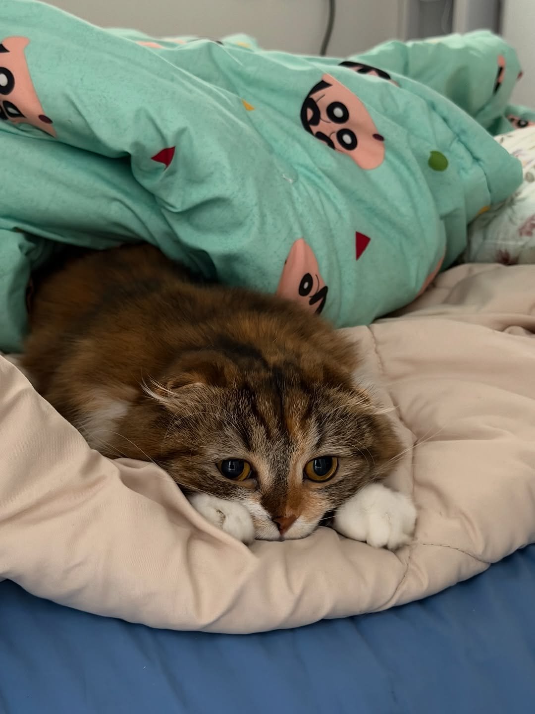 Photo by 안온해유 on March 24, 2026. May be an image of ragdoll cat, Abyssinian cat, tortoiseshell cat, Persian cat, kitten, blanket, bedroom and text.