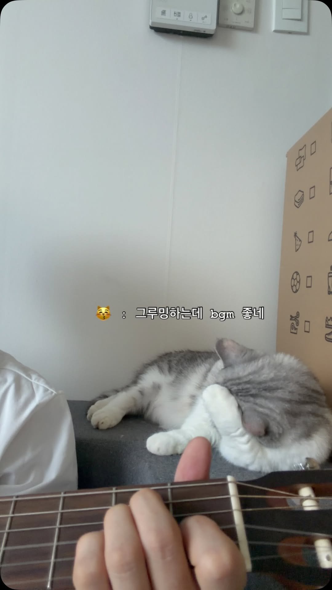 ahnon_heyyou 게시물 이미지: 아깽이때부터 기타소리 좋아하는 고양이🎸