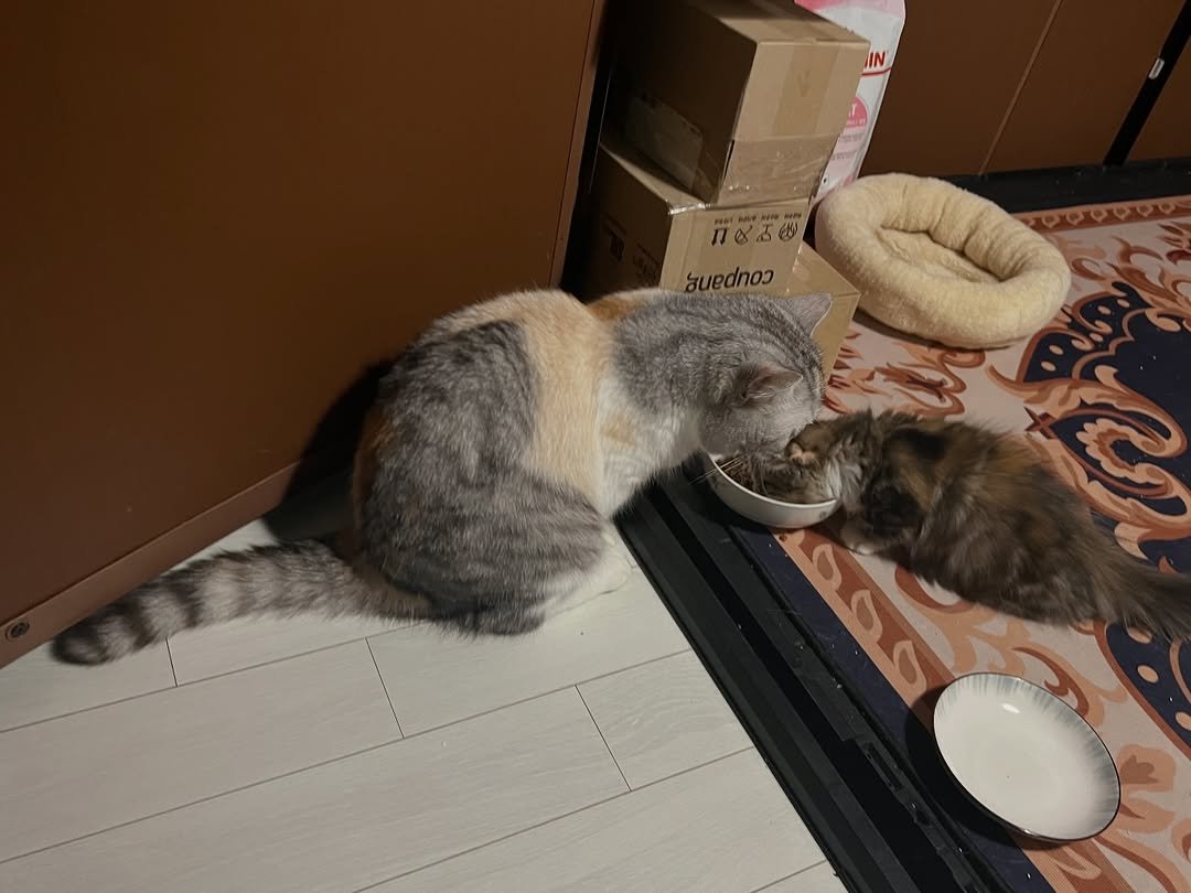 Photo by 안온해유 on April 12, 2026. May be an image of kitten, tortoiseshell cat and text.