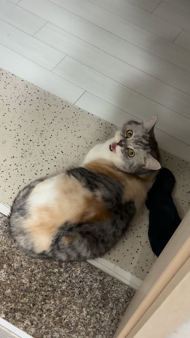 ahnon_heyyou 게시물 이미지: 소리필수) 고양이도 슬금슬금 다가가서 부르면 놀란다!?