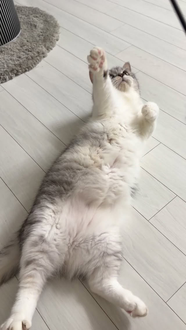 ahnon_heyyou 게시물 이미지: 혹시 선생님, 잡을 생각이 있으신건가욤? 🤦‍♂️