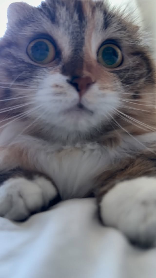 ahnon_heyyou 게시물 이미지: 근접 취재🤍 #그르르르릉