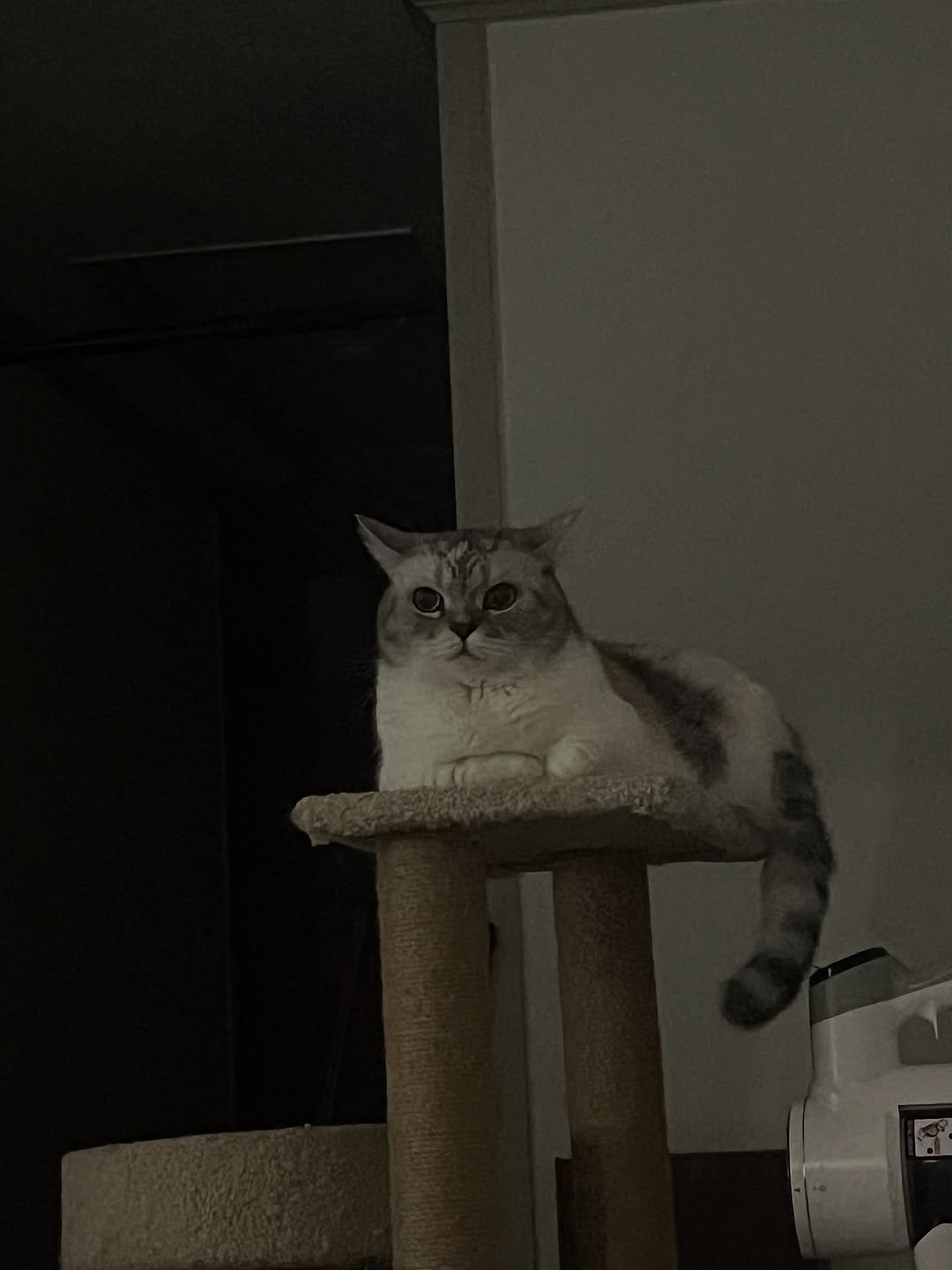 Photo by 안온해유 on September 23, 2025. May be an image of ragdoll cat, kitten, tortoiseshell cat, Persian cat and text.