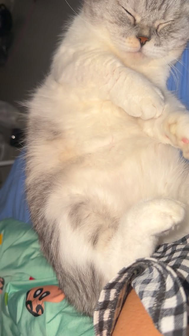 ahnon_heyyou 게시물 이미지: 개냥이 두마리 키우면, 밤에 잠은 못자도 행복은 4억배 정도 돼요