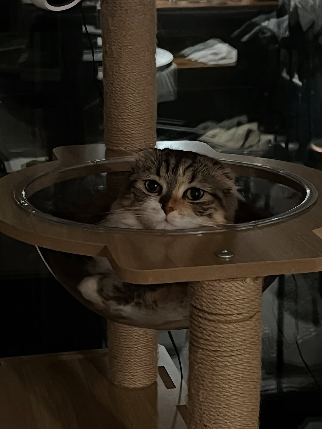 Photo by 안온해유 on August 05, 2025. May be an image of ragdoll cat, Abyssinian cat, tortoiseshell cat, Persian cat, kitten and text.