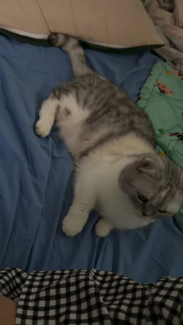 ahnon_heyyou 게시물 이미지: 펀치력 Zero 고양이..🤦‍♂️