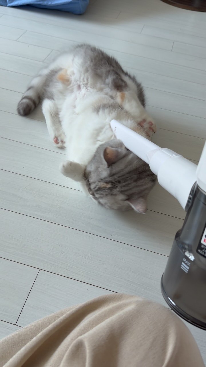 ahnon_heyyou 게시물 이미지: 털관리 더 쉬운 고양이 댓글사진으로 공유해주세요!!🤍