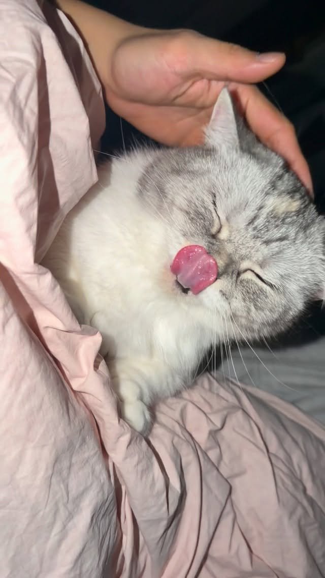 ahnon_heyyou 게시물 이미지: 새벽마다 먀! 먀아! 하면서 배 온찜질 해주시는 분