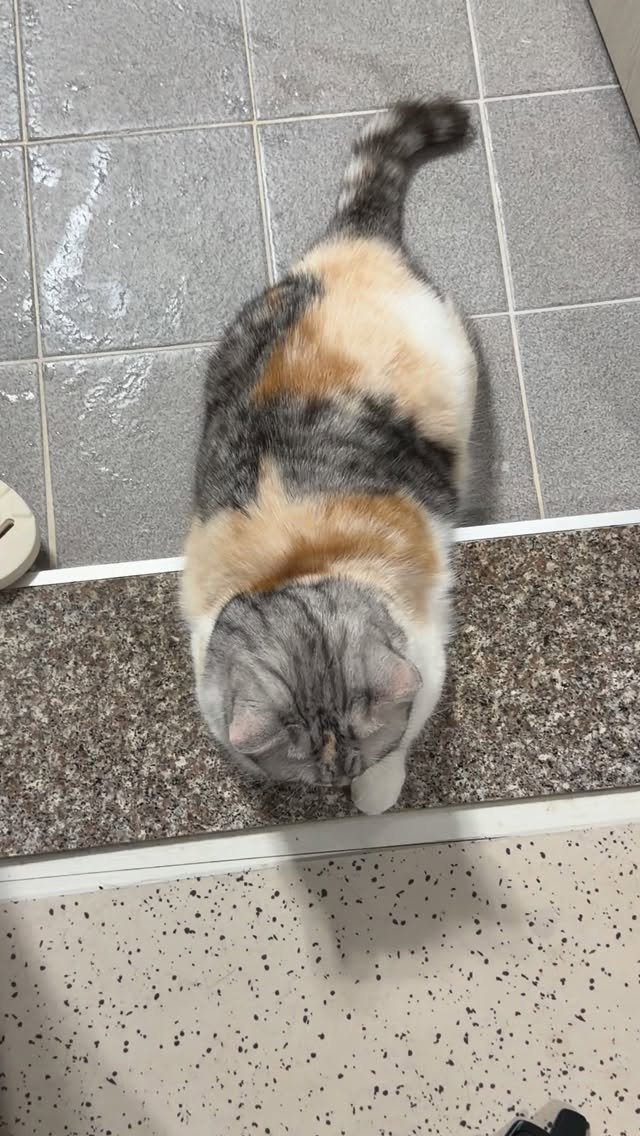 ahnon_heyyou 게시물 이미지: 쫀덕궁합 고양이 🐾🤍