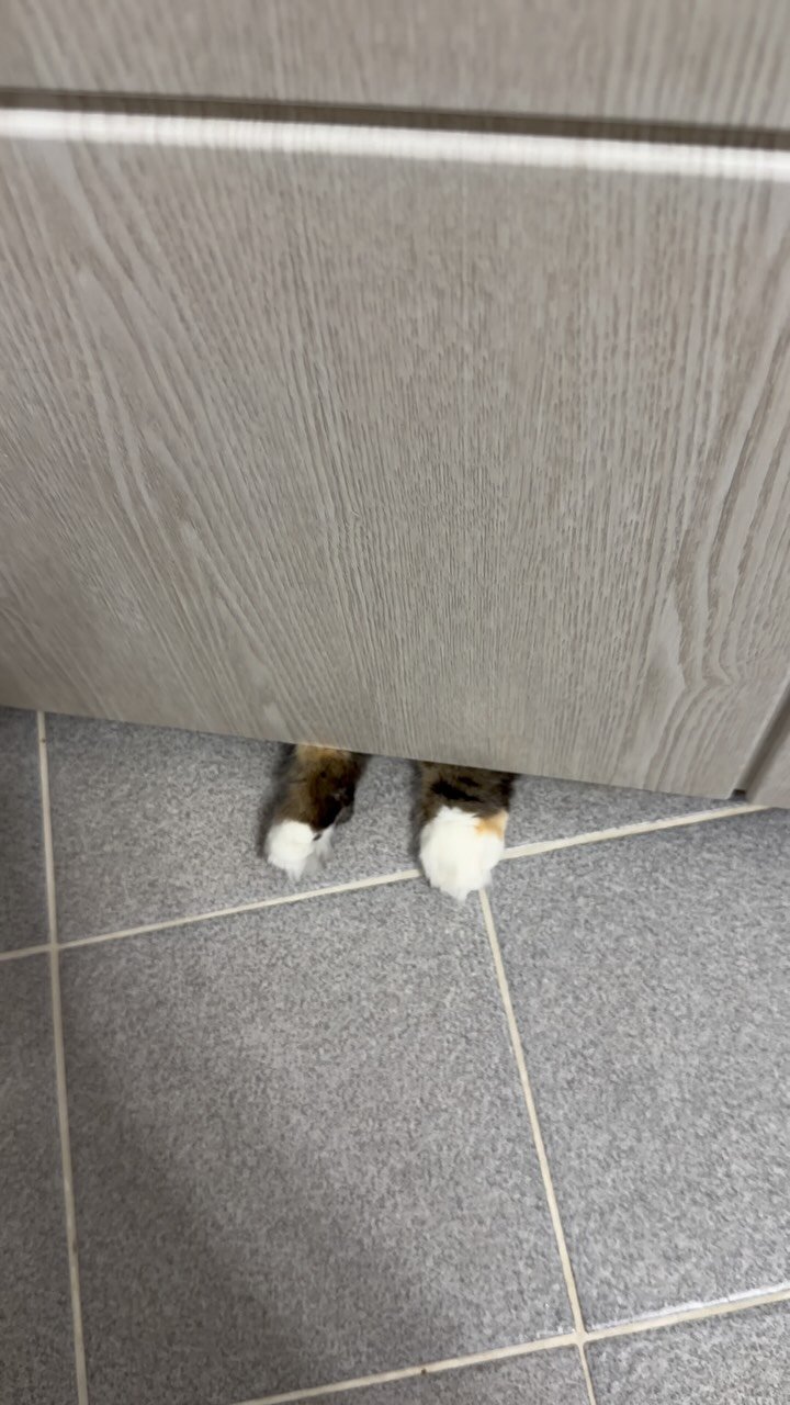 ahnon_heyyou 게시물 이미지: 멍청할 수록 귀엽다,,,,🤍🤦‍♂️