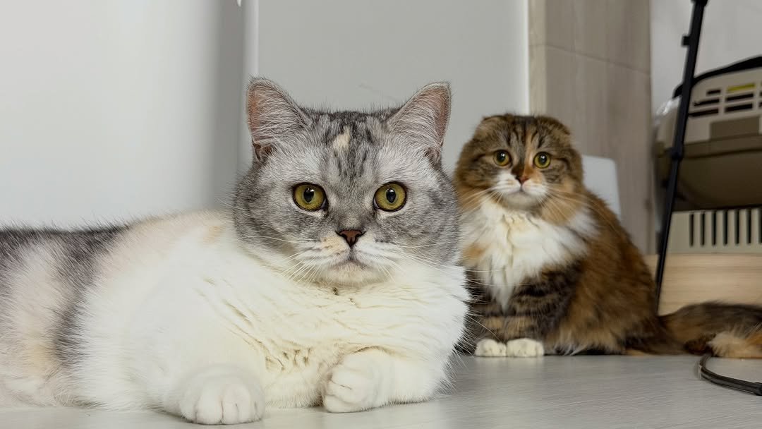 Photo by 안온해유 on December 25, 2025. May be an image of ragdoll cat, kitten, Abyssinian cat, tortoiseshell cat, Persian cat, fur and text.