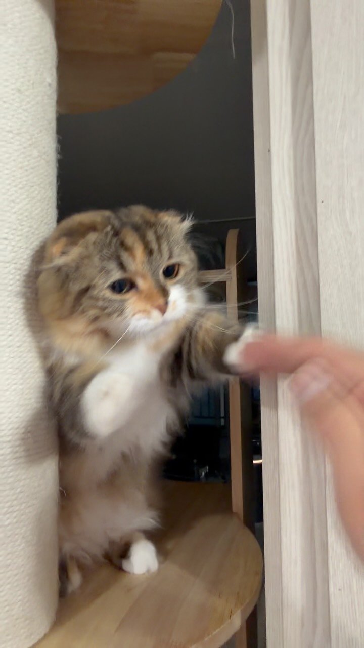 ahnon_heyyou 게시물 이미지: 아무리 생각해도 활동량이 강아지 탈을 쓴 고양이들🥊🥊