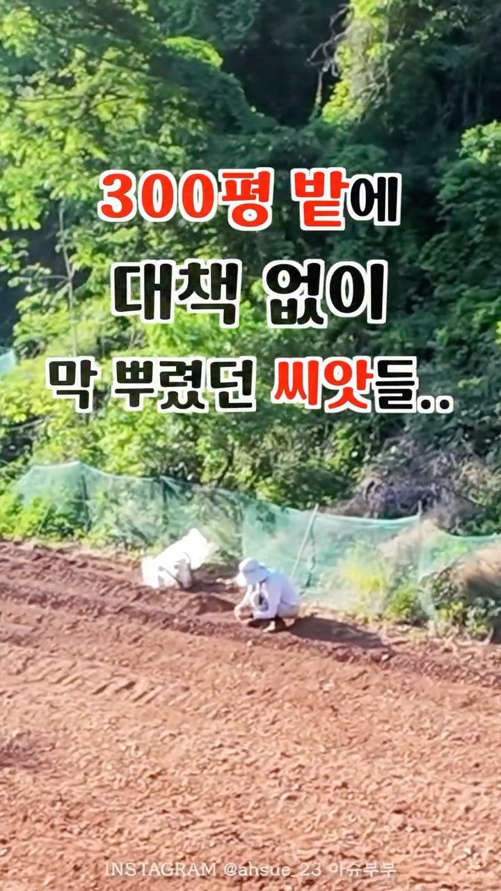 ahsue_23 게시물 이미지: 잡초랑 우리 새싹 어떻게 구분하죠..

줄뿌림은 쪼로록 자라니까 그나마 티가...
