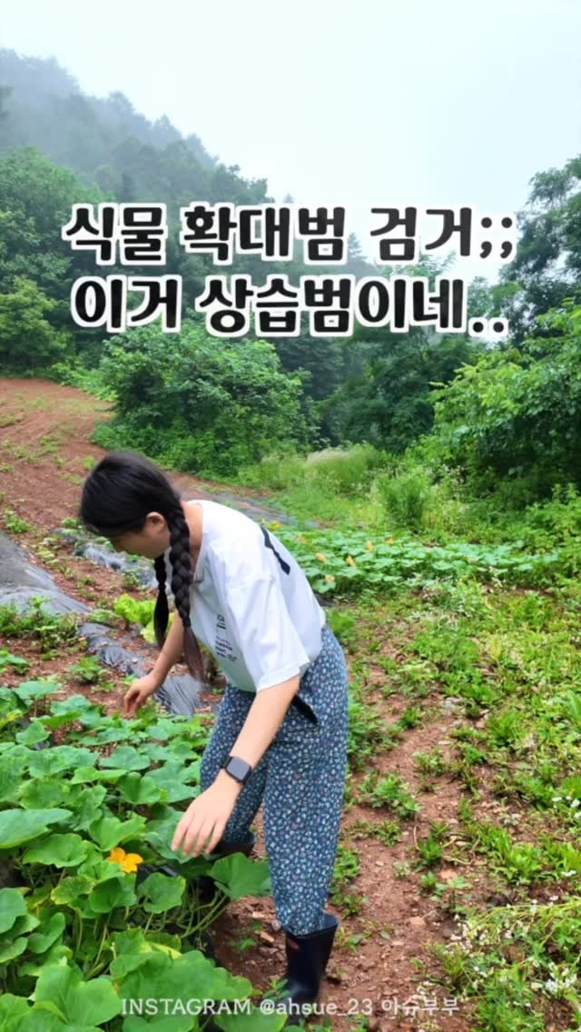 ahsue_23 게시물 이미지: 텃밭 3년 차, 신품종 개발 또 함..

지난 번에 애호박만 한 오이에...