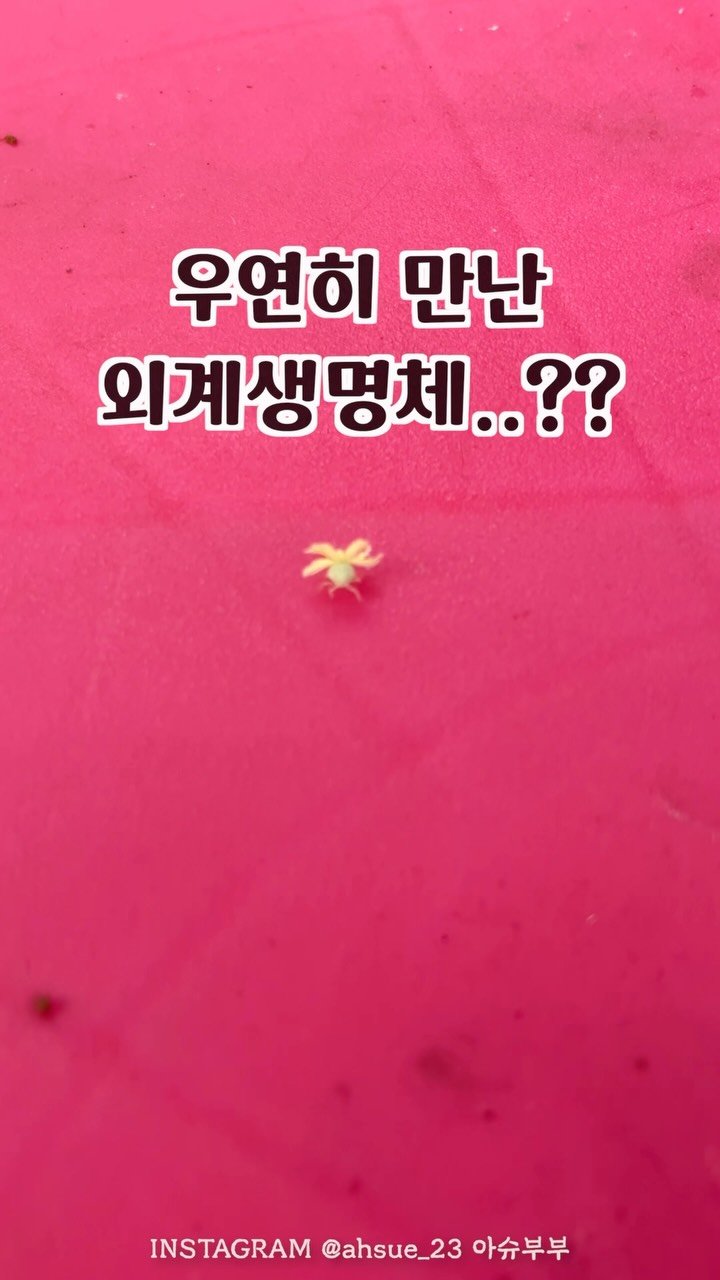 ahsue_23 게시물 이미지: 시골에서 19년 살았는데 이 벌레 첨봐요..

솜뭉치 등에 업고...