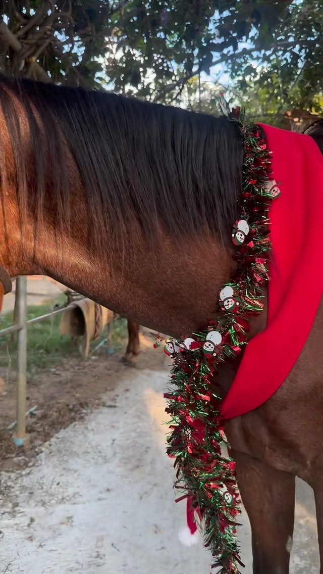 aine_boahancock 게시물 이미지: #bye  #2025 31.วันสุดท้ายของปฏิทิน
🤠🫶🏻🐎...