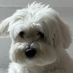 neul_e_.nong 프로필 사진