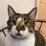 albon_pets 프로필 사진