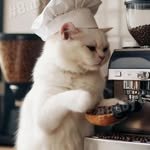 algo_cat 인스타그램 프로필 사진