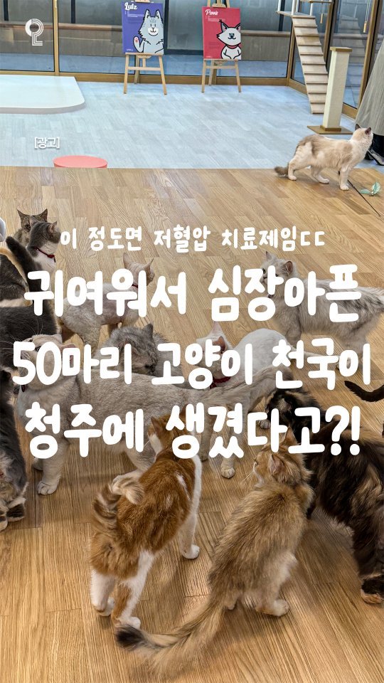 all.about.cheongju 게시물 이미지: 😽50마리 고양이가 반겨주는 청주 신상 데이트 스팟😽

여기가 진짜...