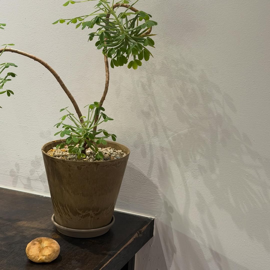 Photo shared by 올데이바닐라빈🌱 on April 09, 2026 tagging @good_bagel__. May be an image of flower pot, ivy, mistletoe cactus and text.