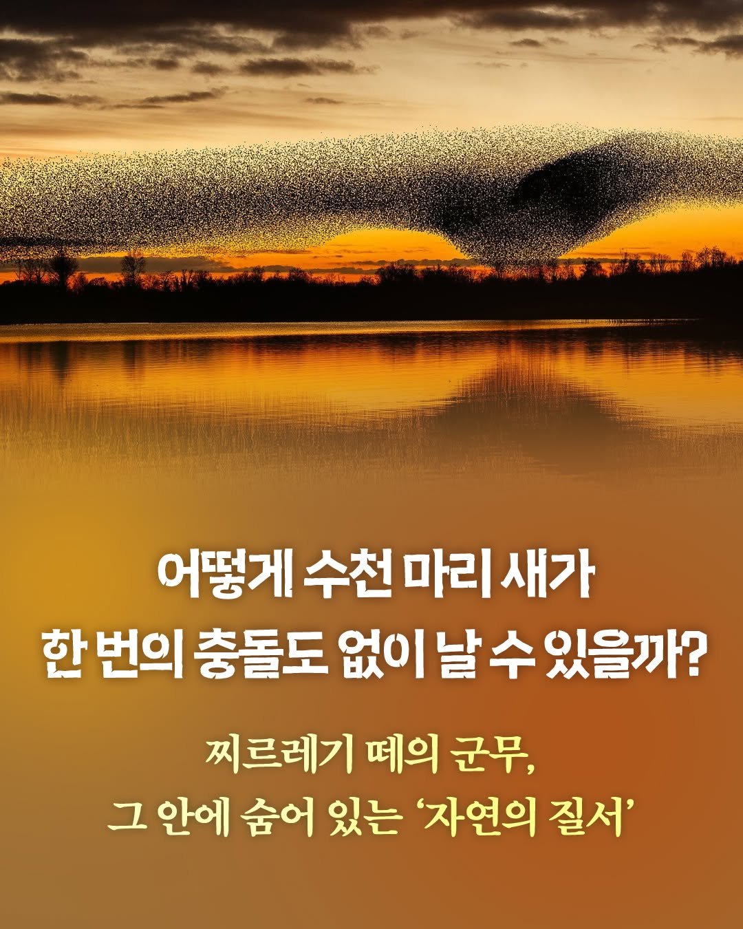 Photo by 알레 on July 09, 2025. May be an image of text that says 'দরয়) 어떻게 수천 마리 새가 한 번의 충돌도 없이날수있을까? 없이날수 있을까? 찌르레기 떼의 군무, 그 안에 숨어 있는 '자연의 질서''.