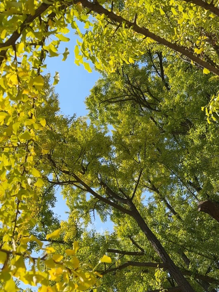 alohayoon 게시물 이미지: 어릴 때부터 매년 명절이면 다녀오는 명륜당. 500살된 은행나무도 명륜당도 볼때마다...