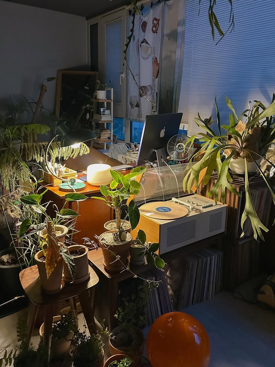 Photo by 융 Ashley on April 21, 2026. May be an image of house plant, mistletoe cactus and text.