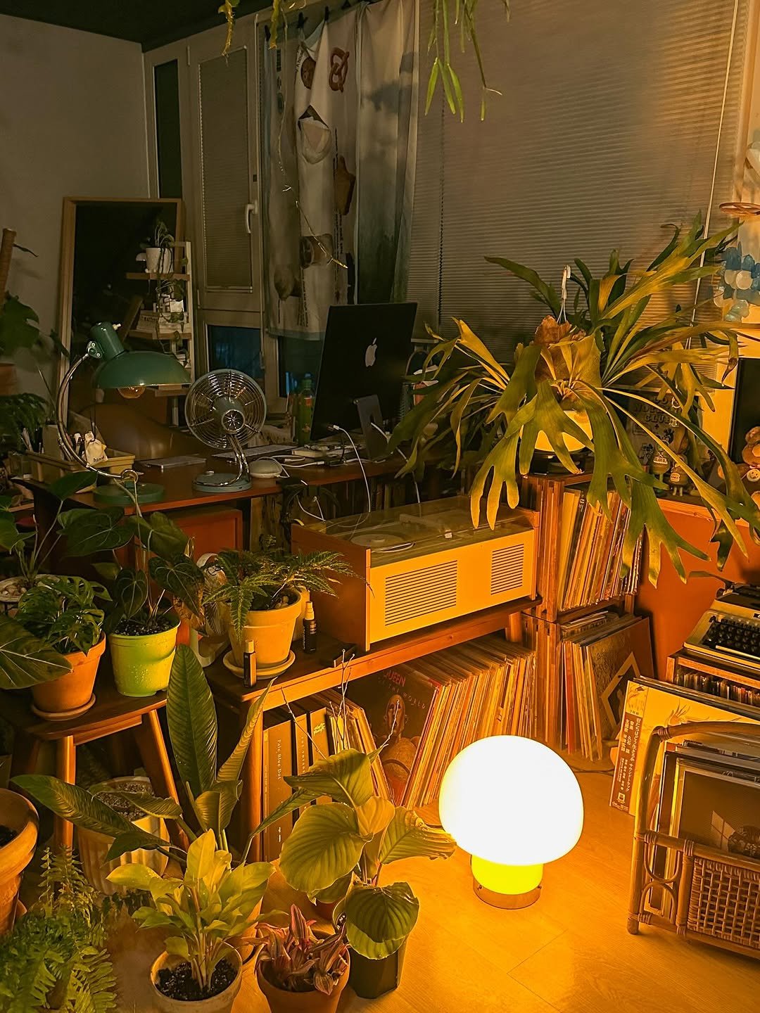 Photo by 융 Ashley on December 10, 2025. May be an image of house plant, mistletoe cactus and text.