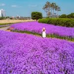 jjoo_kkot 프로필 사진