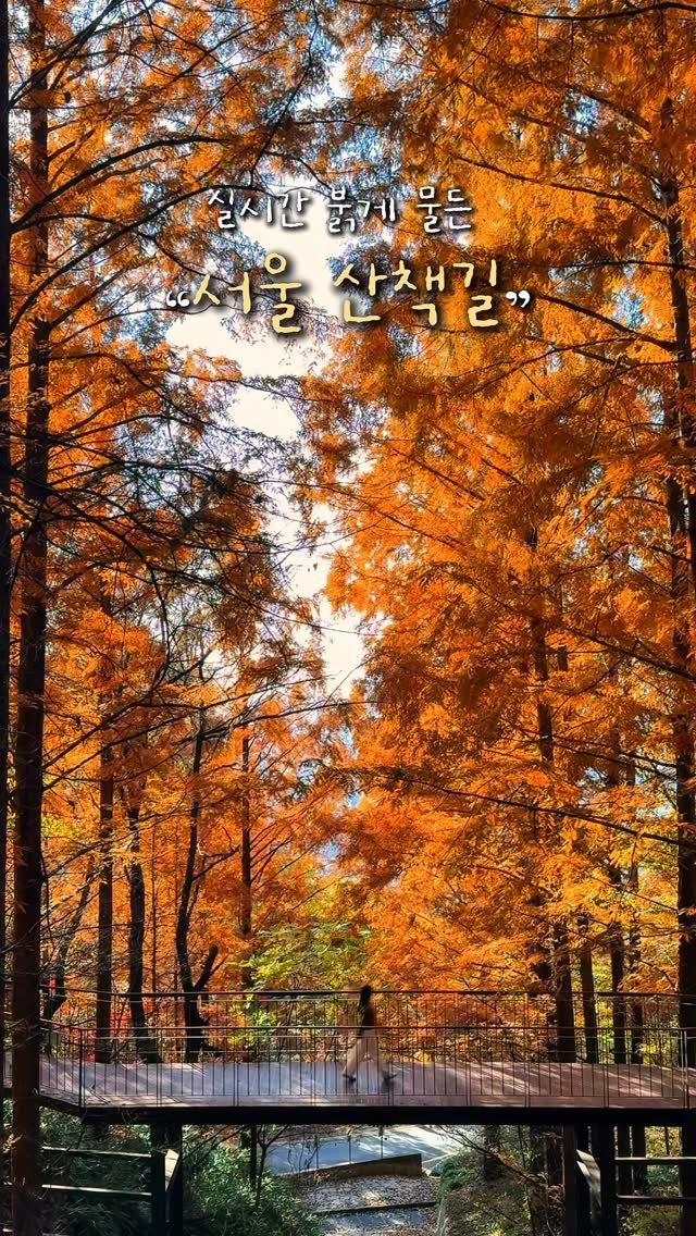 alotof_present 게시물 이미지: 🤎 실시간 붉게 물든 “서울 산책길” 

이곳은 바로 올해 처음 개장한...