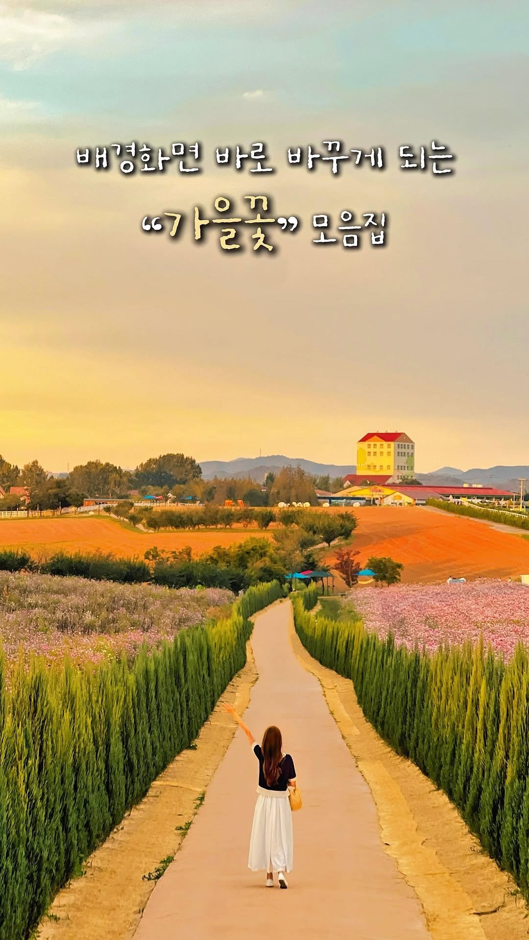 alotof_present 게시물 이미지: 📂 곧 펼쳐질 “가을꽃” 13곳 모음집
가을의 시작을 알리는 황화코스모스부터...