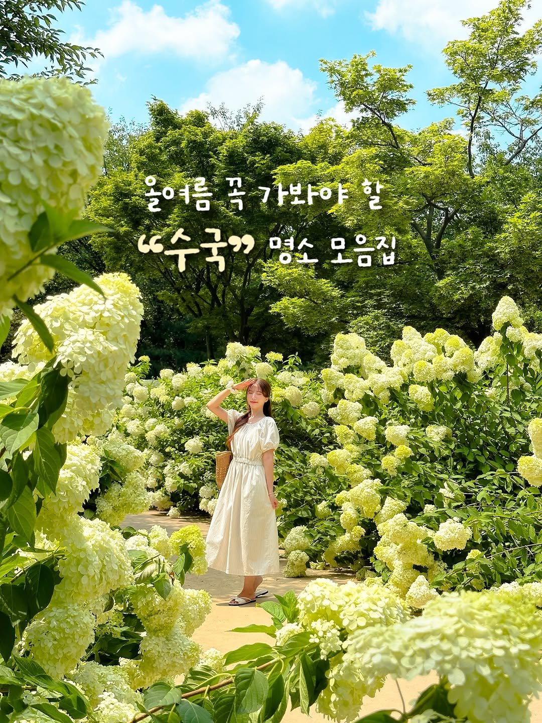 alotof_present 게시물 이미지: 🤍 올여름 꼭 가야하는 “수국” 명소 모음 

여름의 대표 꽃이기도 한 수국!...
