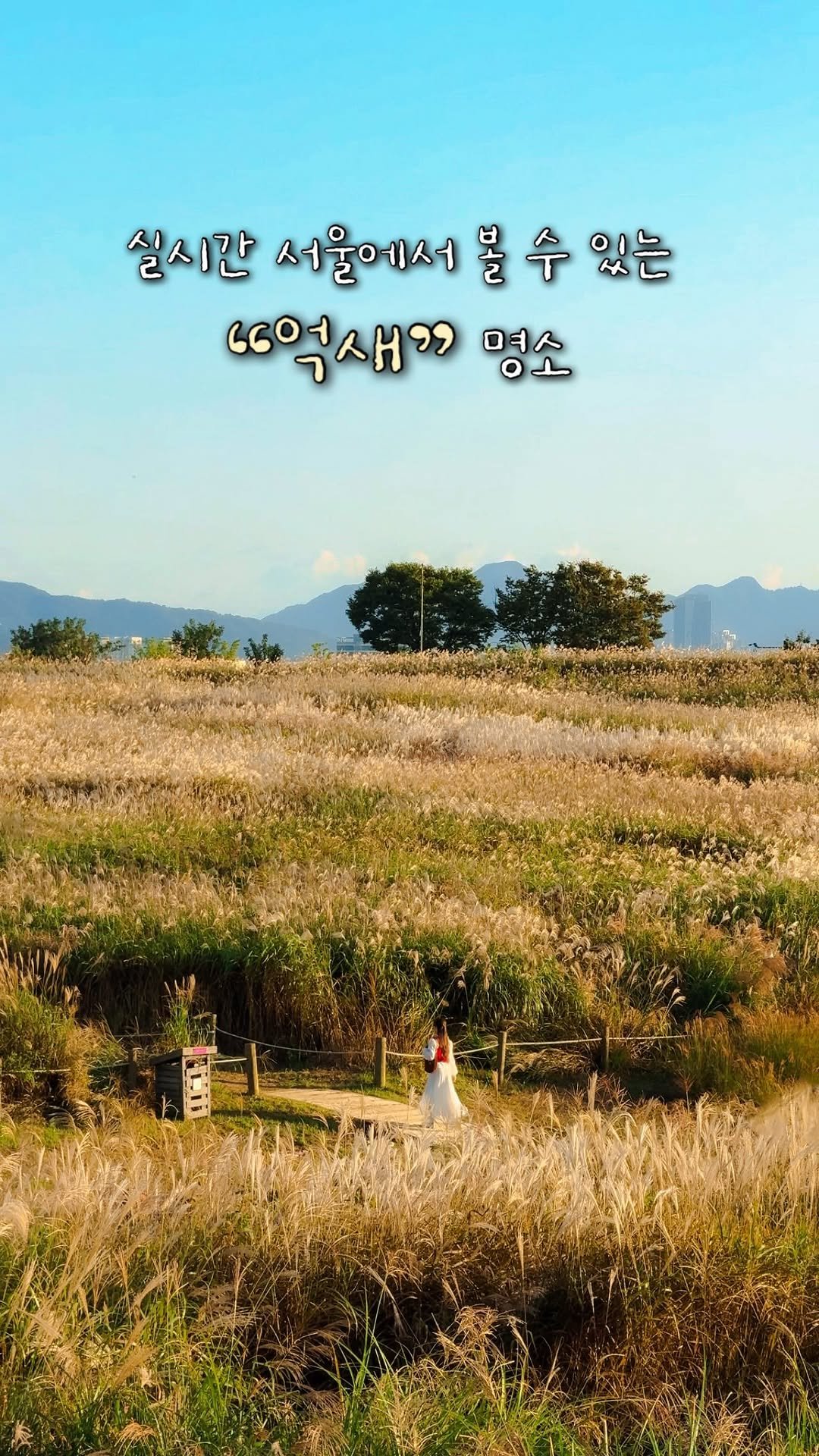 alotof_present 게시물 이미지: 🌾 실시간 “하늘공원”을 노을 타임에 가야 하는 이유
현 시각 하늘공원에는...