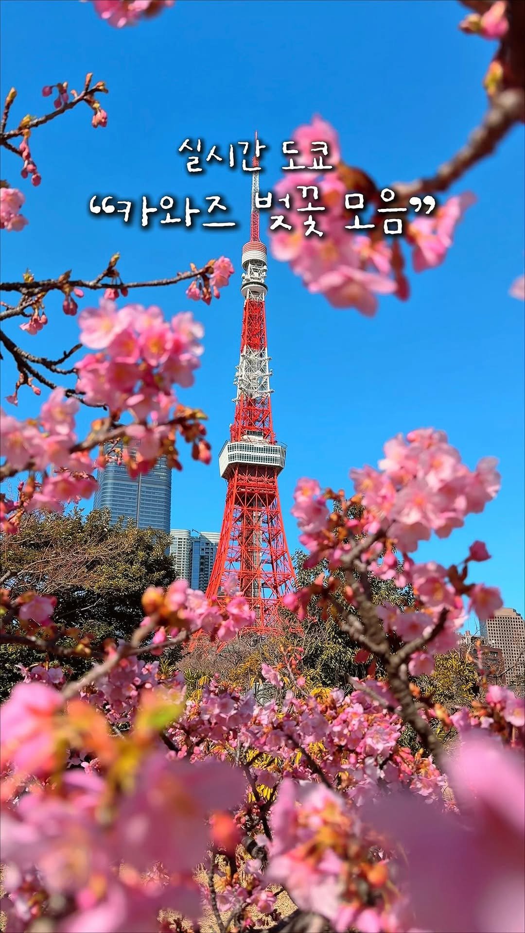 alotof_present 게시물 이미지: 🌸 실시간 도쿄 “카와즈 벚꽃 모음” *구글맵 공유* 

따뜻한 봄 날씨로 작년보다...