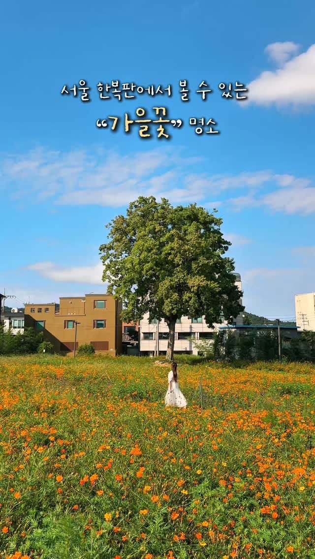 alotof_present 게시물 이미지: 📁 서울 한복판에서 볼 수 있는 “가을꽃” 명소
이곳은 바로 안국역에서 도보...