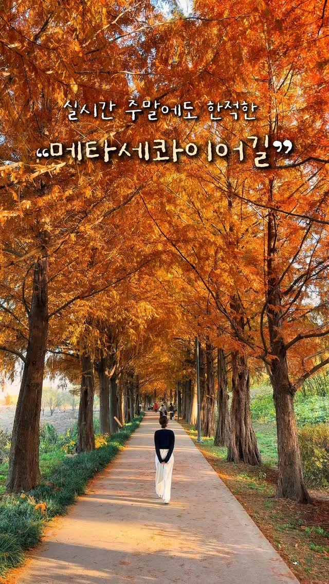 alotof_present 게시물 이미지: 🍂 실시간 주말에도 한적했던 “메타세콰이어길”

이곳은 바로 하남의 “당정뜰”...
