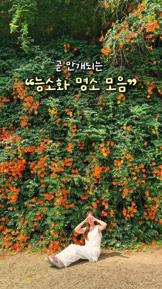 alotof_present 게시물 이미지: 📁 곧 만개할 “능소화 명소 모음”

주황빛 능소화가 하나둘 피어나기 시작하는...