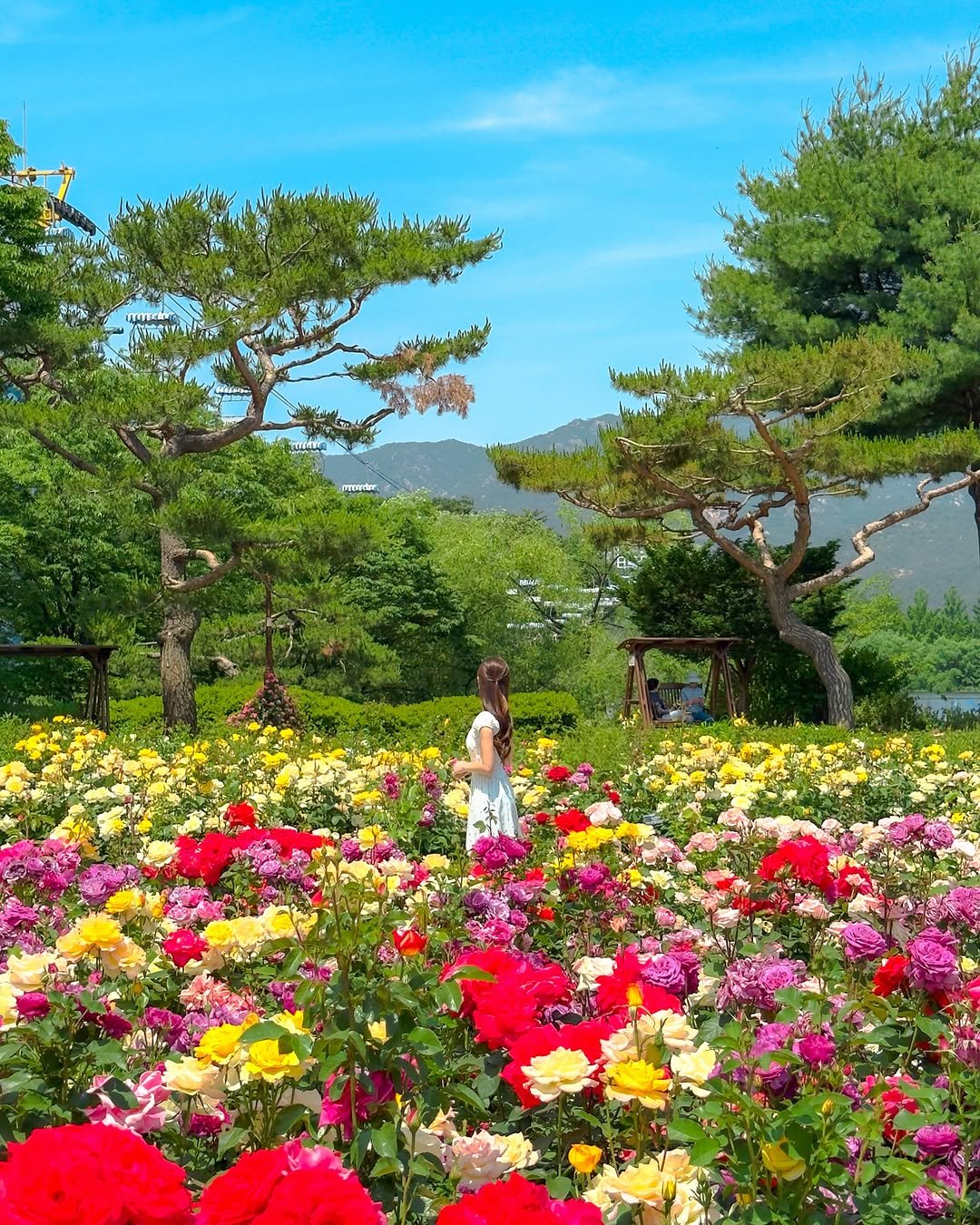 alotof_present 게시물 이미지: 🌹 이번주 “서울대공원”을 가야 하는 이유 

서울대공원 장미축제가 바로 오는...