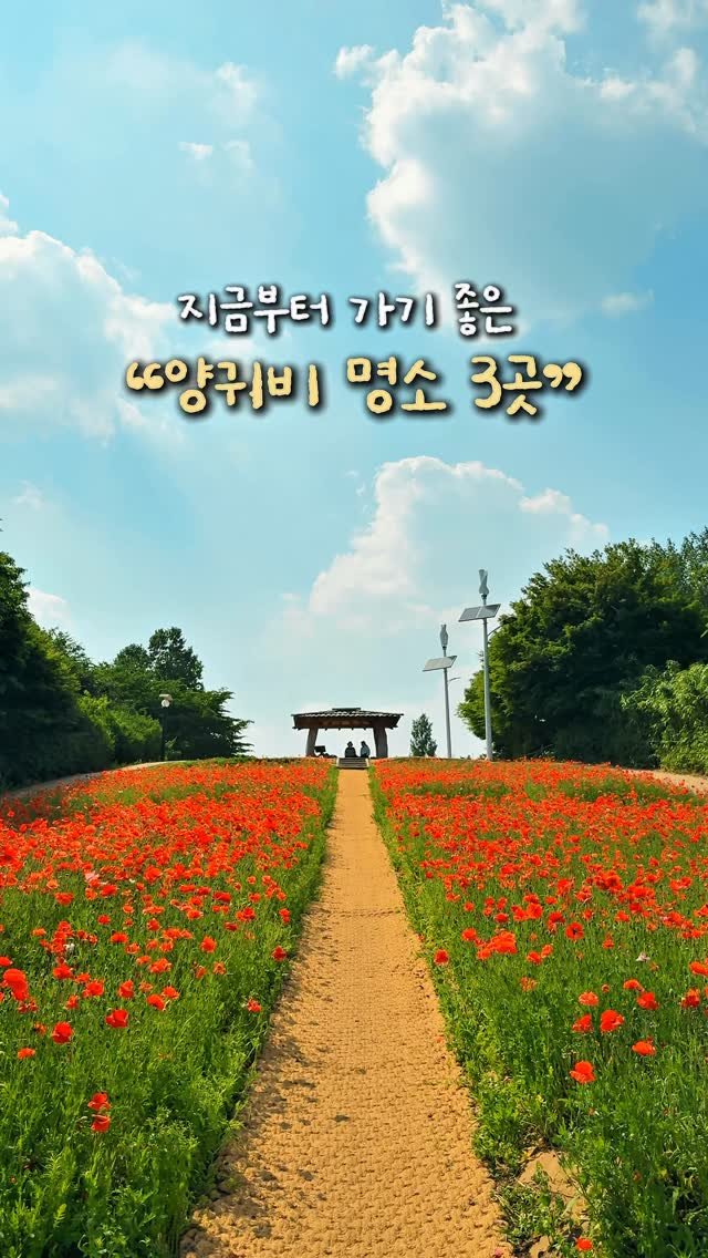 alotof_present 게시물 이미지: 🤍 지금부터 가기 좋은 “양귀비 명소 3곳” 

실시간 서울 올림픽공원 들꽃마루는...
