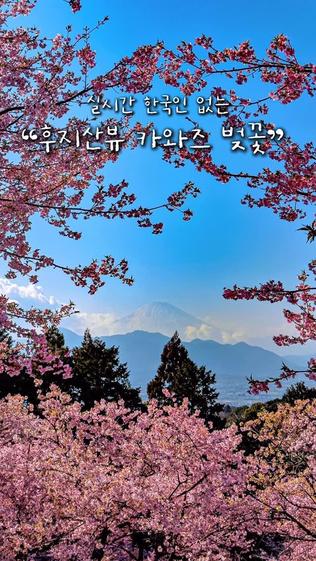 alotof_present 게시물 이미지: 🌸 실시간 한국인 없는 “후지산뷰 카와즈 벚꽃 명소“ 

이곳은 바로 마츠다 벚꽃...