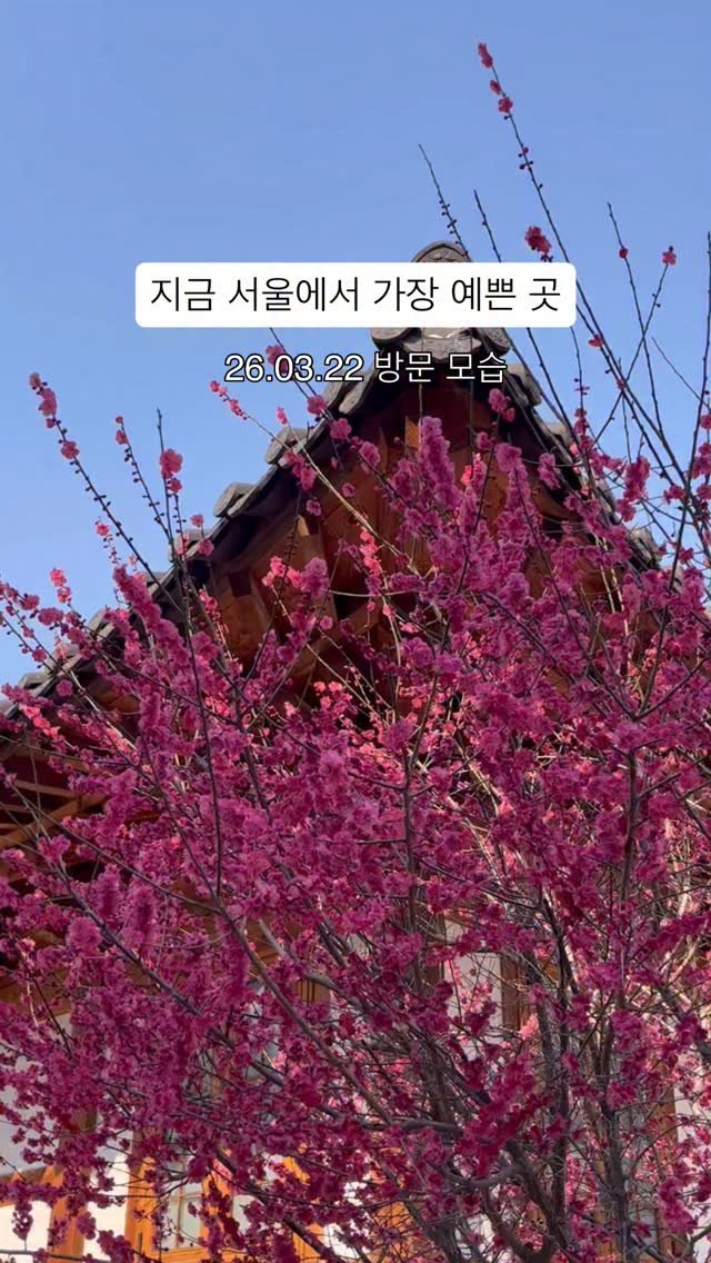 always._.pring 게시물 이미지: 지금 안 가면 끝🌸

봉은사 홍매화 100% 만개 상태라
이번 주가 딱...