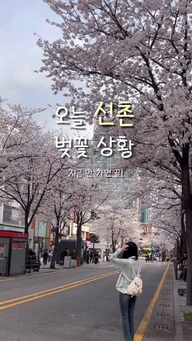 always._.pring 게시물 이미지: 🌸오늘 신촌 벚꽃🌸

벌써 만개해서 꽃잎이 조금씩 떨어지고 있어요!
이번 주 비...